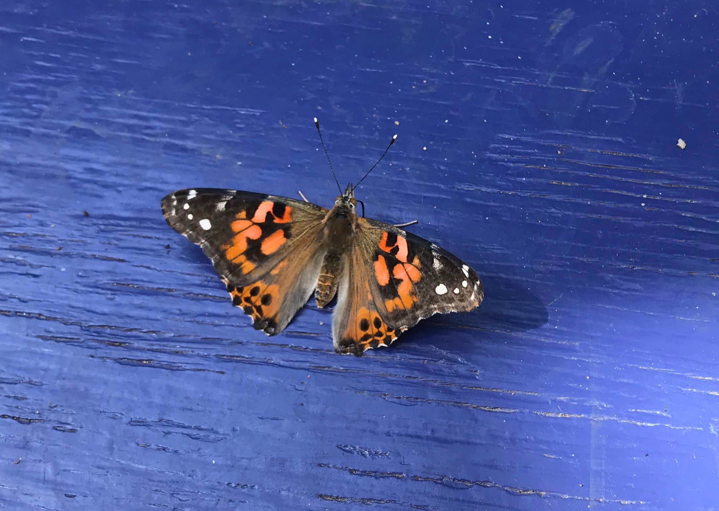 Painted Lady butterfly